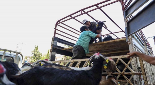 Mersin Büyükşehir Belediyesinin hayvan ve yem desteği sürüyor
