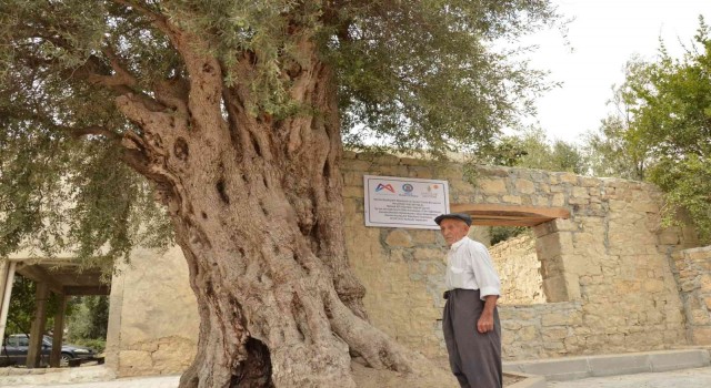 Mersinde 820 yıllık anıt ağaç koruma altına alındı