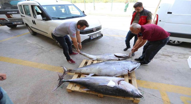 Muğlada avlanması yasak olan 3 adet mavi yüzgeçli orkinos balığı ele geçirildi