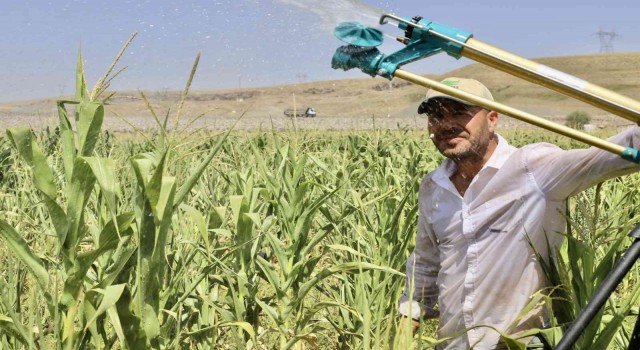 Murat Nehrinden faydalanan öğretmen, boş araziyi mısır tarlasına çevirdi