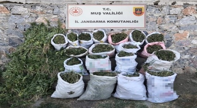 Muşta 184 kilogram kubar esrar ve 6 bin 338 kök kenevir bitkisi ele geçirildi