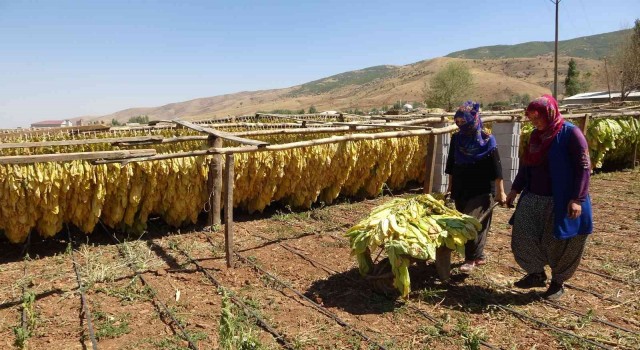 Muşta kadınlar çiftçilikle aile ekonomisine katkı sağlıyor