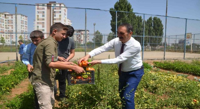 Muşta okul bahçesinde yetiştirilen sebzeler ihtiyaç sahiplerine dağıtılıyor