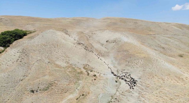 Muşta yayla dönemini tamamlayan besiciler dönüşe geçti