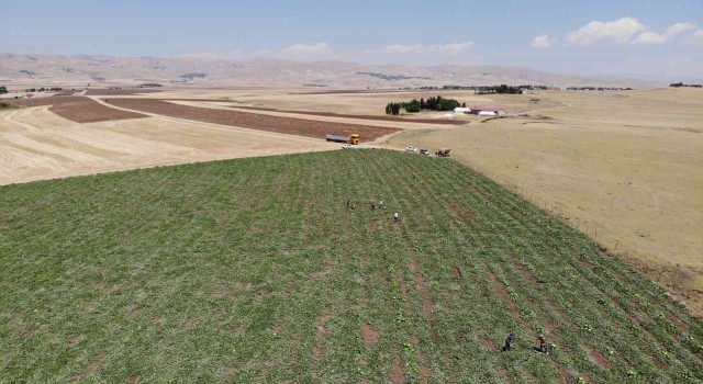 Muşta yılın ilk karpuz hasadı yapıldı