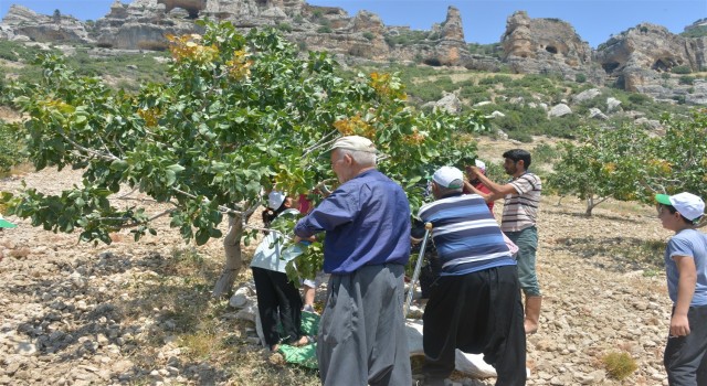 Mutta fıstık hasadı başladı