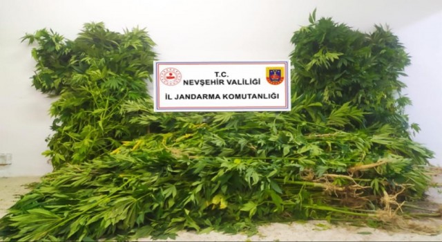 Nevşehirde kenevir bitkisi yetiştiren şahıs göz altına alındı