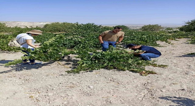 NEVÜZÜM Ürgüpte saha tarama çalışması yaptı