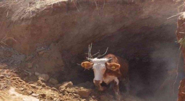 Obruğa düşen inek AFAD ekipleri tarafından kurtarıldı