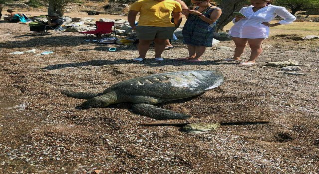 Ölü caretta caretta kıyıya vurdu