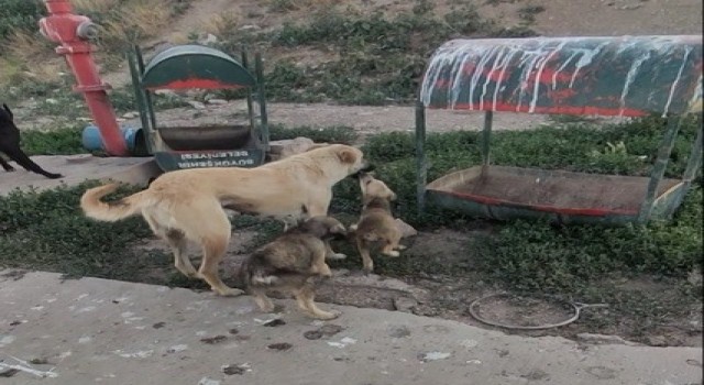 Ön ayaklarını kullanamayan yavru tedavisinin ardından annesinin yanına koştu