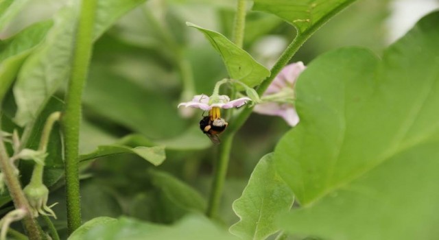 Ordu tarımda verim ve kaliteyi ‘bombus arısı ile arttıracak