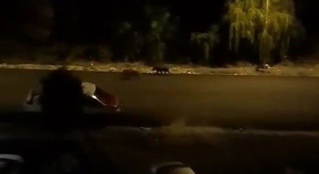 Orduda aç kalan domuzlar şehir merkezine indi