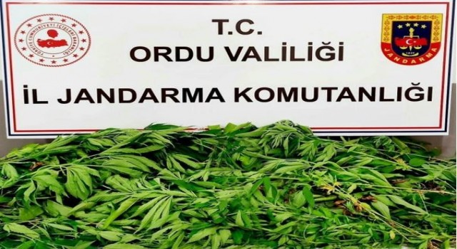 Orduda uyuşturucu ile mücadele çalışmaları sürüyor