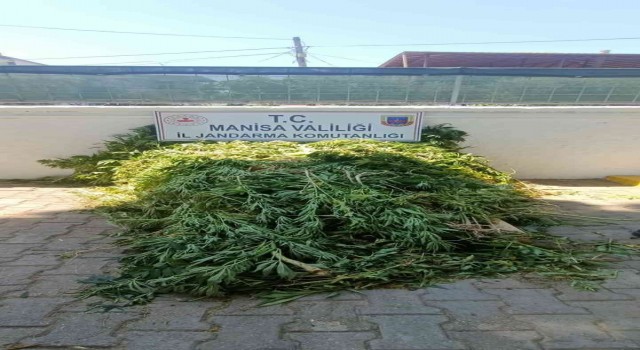 Ormanlık alanda 605 kök kenevir ele geçirildi
