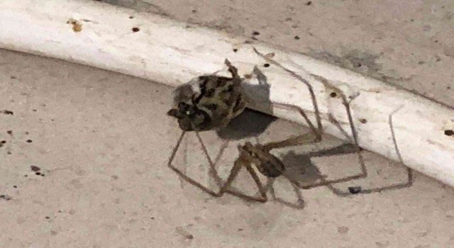 Örümcek önce ağını kurdu, sonra bal arasını uzun süre bekleyerek avladı