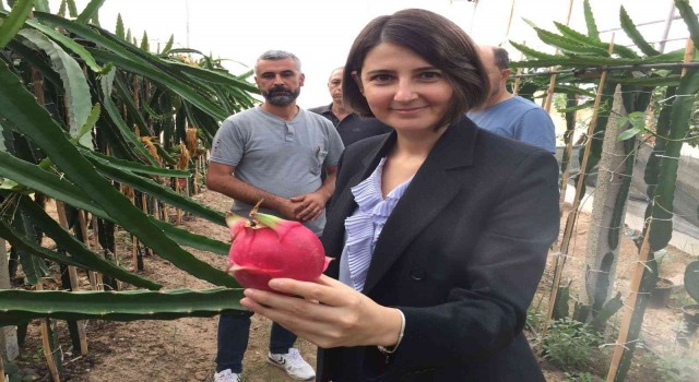 Osmanelide ilk defa yetiştirilen tropikal ejder meyvesinin hasadı yapıldı