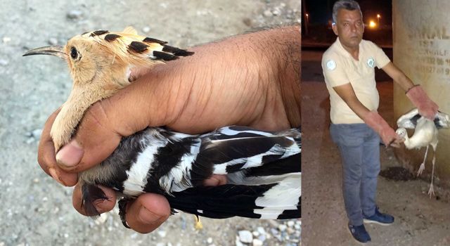 Osmaniye'de Yaralı leylekler ve ibibik kuşu tedavi altın alındı