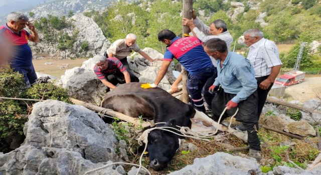 Otlanırken kayaların arasına düşen ineği itfaiye kurtardı