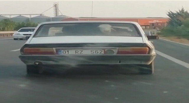 Otomobilin arka koltuğunda buzağı taşıdılar