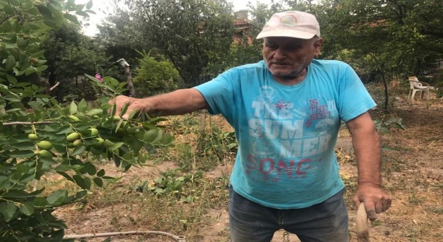 (ÖZEL) Bahçesindeki bitkilerle her gün yaklaşık 10 saat ilgileniyor