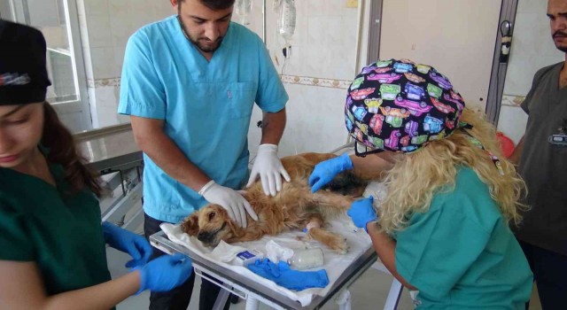 (Özel) Bursada ormana bırakılan cins köpeğin meme kanseri tedavisi devam ediyor
