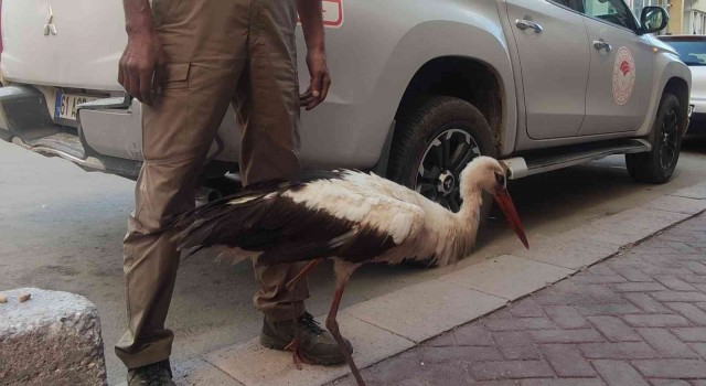 (ÖZEL) Eskişehirde kursağında çöp kalan kör leylek tedavi altına alındı