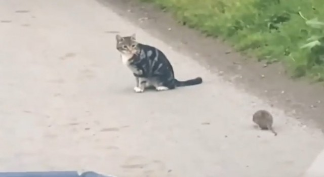 (ÖZEL) Kedi fareyle değil, fare kediyle oynadı