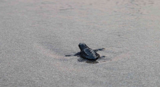 Patarada caretta caretta yavruları denizde