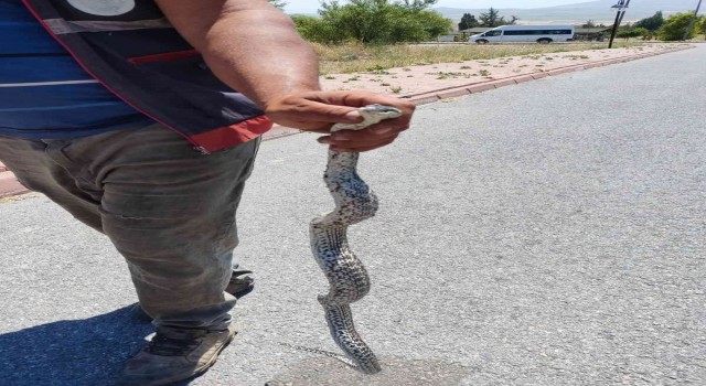 Piknik alanındaki yılanı eliyle yakaladı