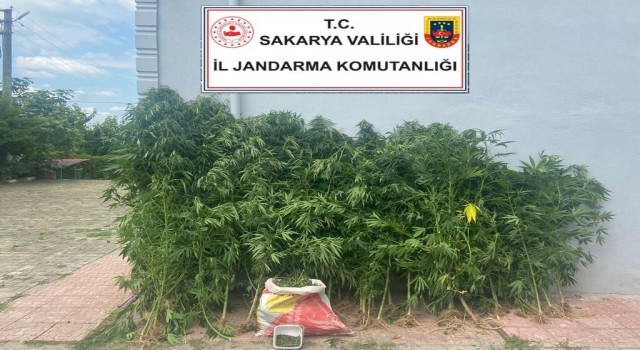 Sakaryada 200 kök kenevir ve 6 kilo esrar ele geçirildi
