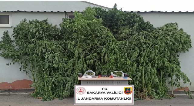 Sakaryada uyuşturucu operasyonu: 1 gözaltı