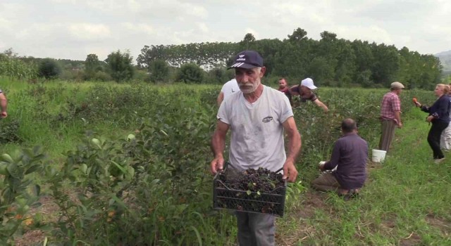 Samsunda ‘aronia hasadı
