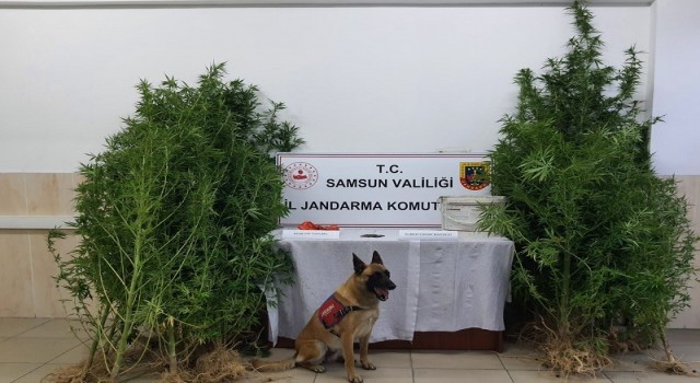 Samsunda çok sayıda narkotik madde ele geçirildi