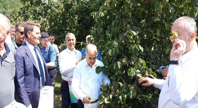 Samsunda fındık hasat etkinliği: 112 bin 500 ton rekolte bekleniyor
