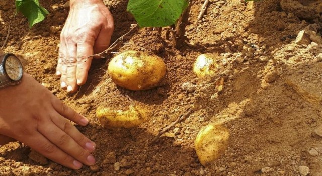 Samsunda patates üretimi artıyor