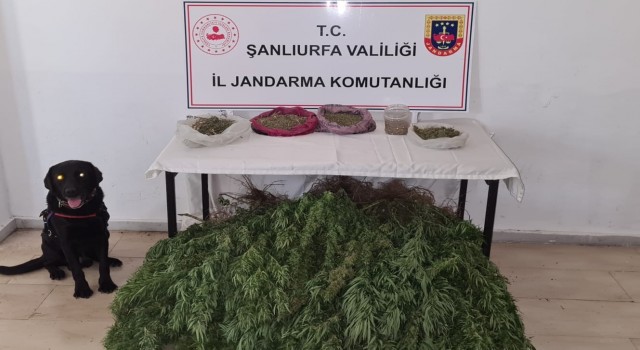 Şanlıurfada 5 kilo esrar ve 765 kök kenevir ele geçirildi