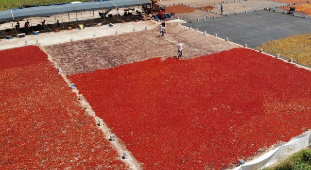 Şanlıurfada isotun acı serüveni başladı