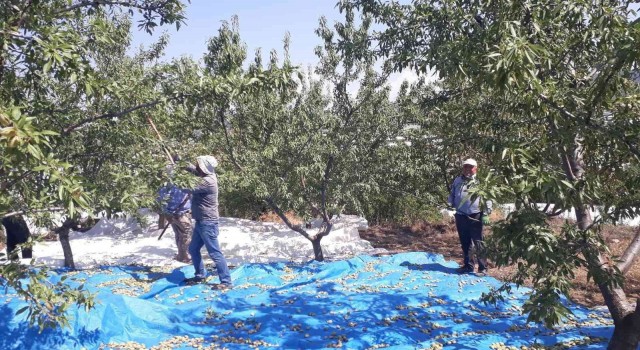 Sarıgölde badem hasadı başladı