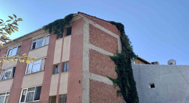 Sarmaşıklar 4 katlı binanın çatısına kadar uzandı