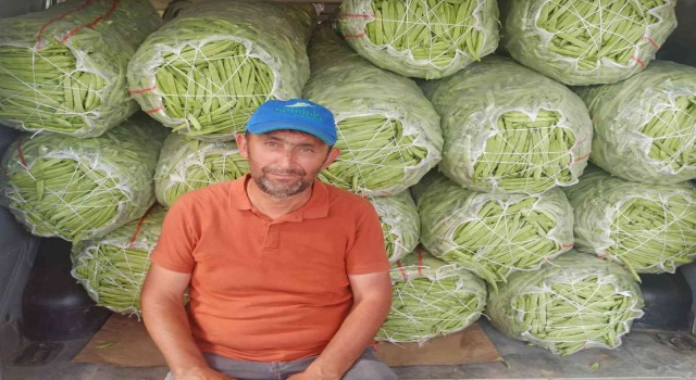 Satış fiyatı 6-7 TLye düşen fasulye bu kez üreticisini üzdü