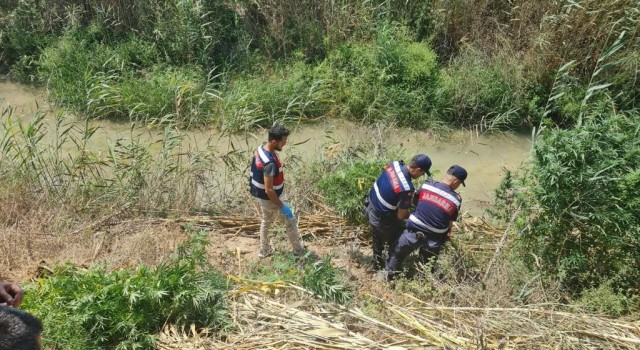 Serikte sazlık alanda 112 kök kenevir ele geçirildi