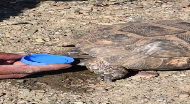 Sıcaktan bayılan kaplumbağaya elleriyle su içirdi