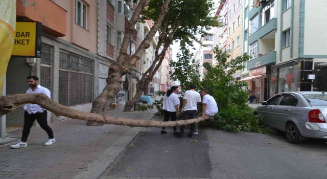 Şiddetli rüzgar çeyrek asırlık ağacı devirdi