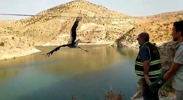 Siirtte tedavi edilen leylek doğaya salındı