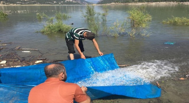 Sinopta iç sulara 2 milyon 697 bin sazan takviyesi