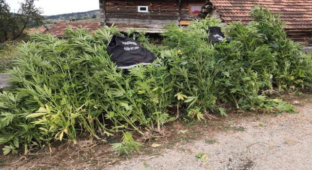 Sinopta kenevir operasyonu: 36 kök Hint keneviri ele geçirildi