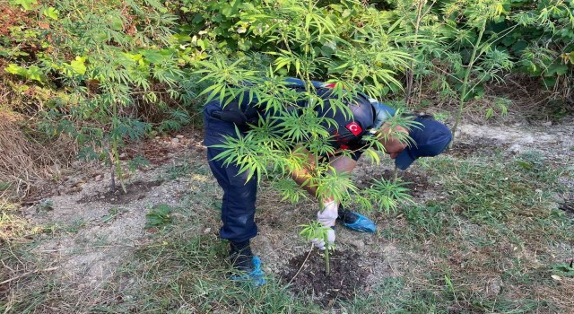 Sinopta uyuşturucu operasyonunda 2 gözaltı