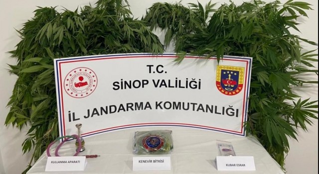 Sinopta uyuşturucu operasyonunda 63 kök kenevir ele geçirildi
