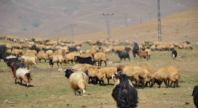 Şırnakta göçerler yayla yolunda
